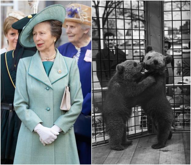 <p><strong>Принцеса Ан</strong></p>

<p>През годините принцеса Ан е имала различни домашни любимци. Най-дълго се е грижела за <strong>кучета от породата булдог</strong>. Най-необичайният и домашен любимец е било <strong>мече, подарено ѝ&nbsp;през 1956 г. от тогавашния съветски лидер Никита Хрушчов</strong>. Тя го кръщава Никки (мечето вдясно на втората снимка - другото се казва Руск, като и двете са намерили дом в Лондонския зоопарк).</p>