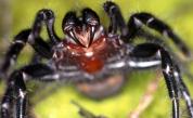  Нова заплаха в Австралия – смъртоносни паяци 