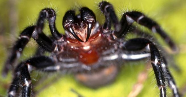 Свят Нова опасност в Австралия – смъртоносни паяци Отровата им