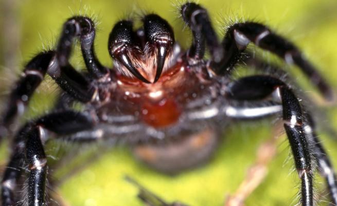Нова опасност в Австралия – смъртоносни паяци