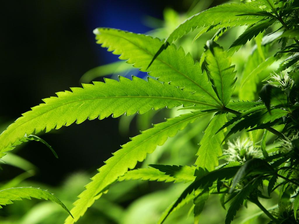 Полицейски служители от Петрич откриха двор с марихуана в село Рупите