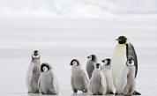  Учени: Езикът на пингвините припомня човешкото другарство 