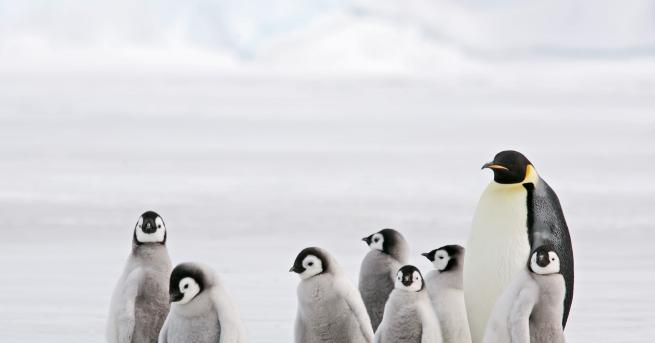Любопитно Учени Езикът на пингвините напомня човешкото общуване Експертите вярват