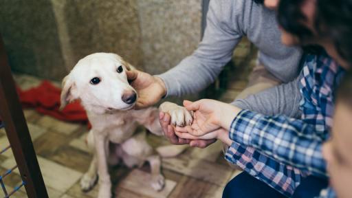  Бездомни животни 