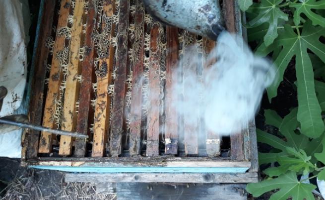 Пчели и пчеларство