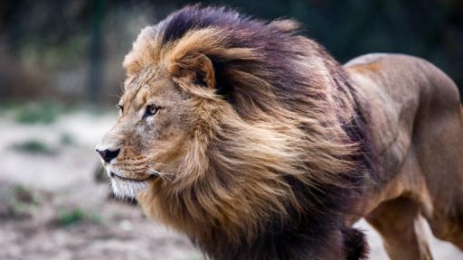  <p>Какво виждате на фотографията:&nbsp;<strong>лъв или куче</strong></p> 