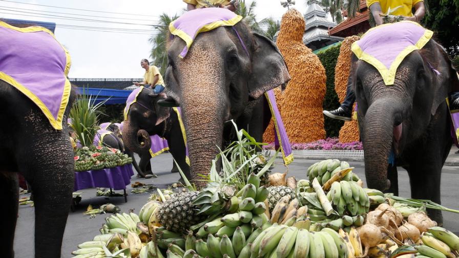 <p>Два слона се сбиха по време на фестивал (СНИМКИ/ВИДЕО)</p>