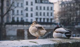 <p>Eлени, делфини,&nbsp;диви свине,&nbsp;животните свободно заживяха в градовете&nbsp; &nbsp;</p>