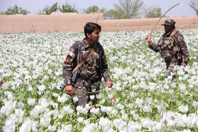 афганистан мак опиум наркотици наркотик дрога