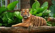  Тигър в нюйоркски зоопарк е тестван позитивно за Ковид-19 