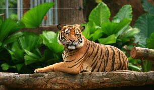 Тигър в нюйоркски зоопарк е тестван положително за Ковид-19