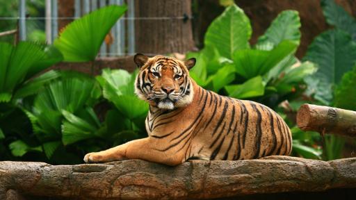  Тигър в нюйоркски зоопарк е тестван позитивно за Ковид-19 