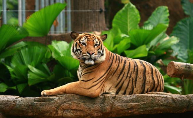 Тигър в нюйоркски зоопарк е тестван положително за Ковид-19