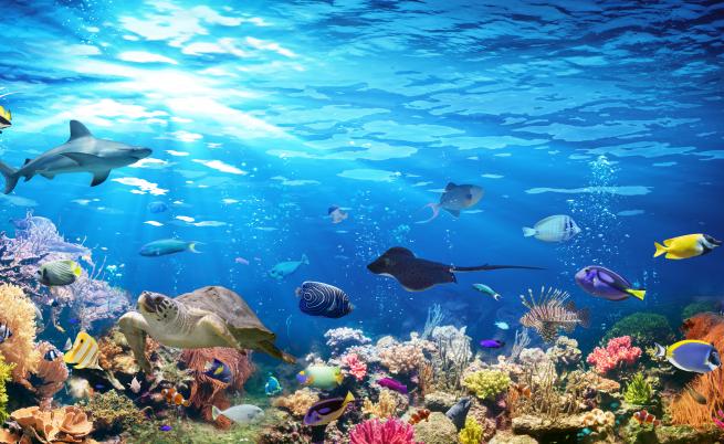 Египет може да се окаже последното убежище на коралите