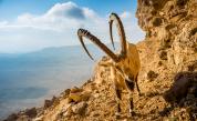  Нубийският козирог - по какъв начин оцелява под жаркото пустинно слънце 