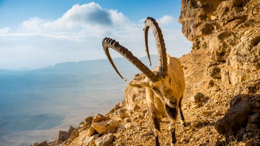  Нубийският козирог - по какъв начин оцелява под жаркото пустинно слънце 