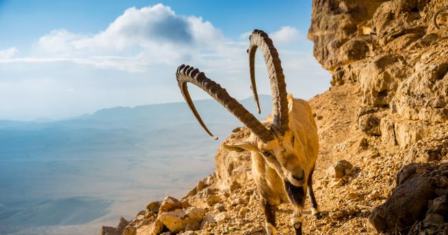 Любопитно Нубийският козирог как оцелява под жаркото пустинно слънце