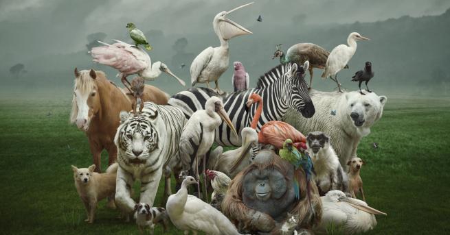 Любопитно Руска художничка прави най сладките животни от … снимки След