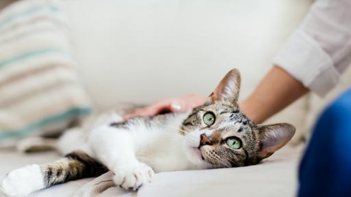  Две домашни котки в Ню Йорк с позитивни проби за COVID-19 