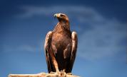  Скалният орел - по какъв начин оцелява това величествено творение 