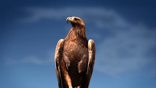  Скалният орел - по какъв начин оцелява това величествено творение 