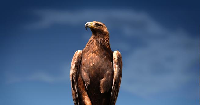 Любопитно Скалният орел как оцелява това величествено създание Те