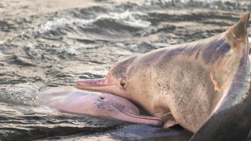  <p><strong>Необичайна</strong> панорама: Редки <strong>розови</strong> <strong>делфини</strong> край крайбрежията на <strong>Тайланд</strong></p> 