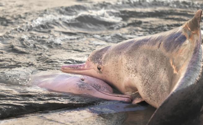 Редки розови делфини бяха забелязани край бреговете на Тайланд