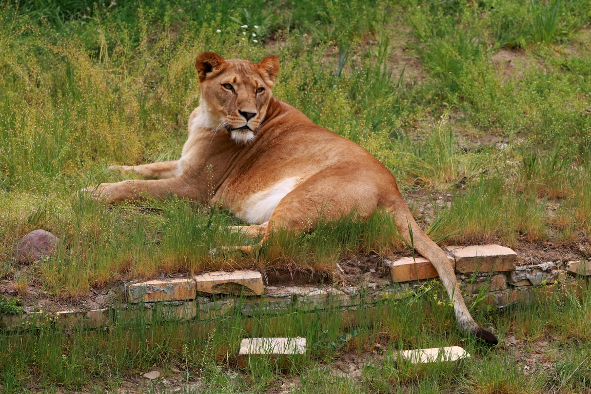 <p>Зоологическа градина &ndash; София</p>