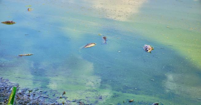 България Eкокатастрофа: Стотици килограми мъртва риба на брега на Варненското