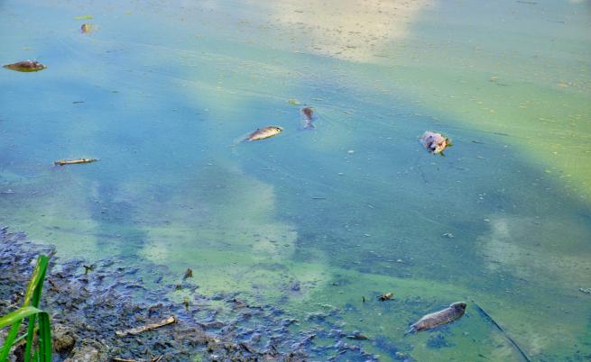 Eкокатастрофа: Стотици килограми мъртва риба на брега на Варненското езеро