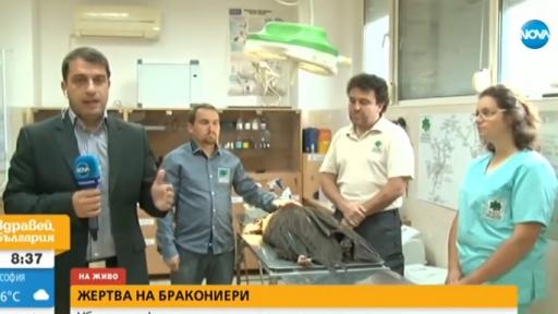  19 дни са се борили за живота на черния лешояд 