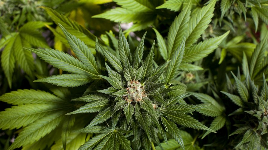  Нарколаборатория на три етажа в Ямбол 