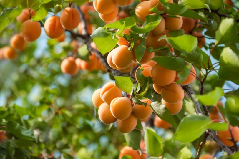 <p>Златисто-оранжевият цвят и кадифената кожичка правят кайсията неустоима.</p>

<p>Произхождат от Китай, но чрез Армения се пренасят и в Европа, поради което и научното им наименование е Prunus armenaica.&nbsp;</p>