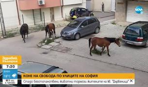  В 21 век: Стадо коне плаши деца и минувачи в столичен квартал - България | Vesti.bg 