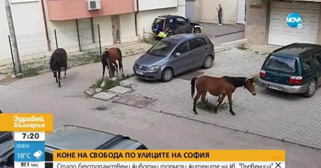 България В 21 век: Стадо коне плаши деца и минувачи