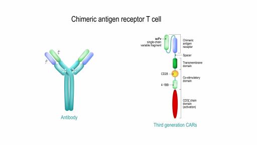  Мускулите евентуално оказват помощ при вирусни инфекции 