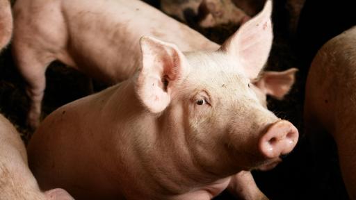  <p>Дебне ли ни ли нов рисков китайски вирус</p> 