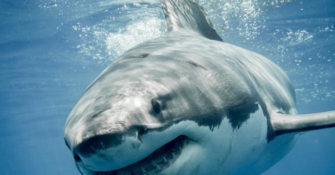 Любопитно Защо акулите не могат да се разболеят? Дали през