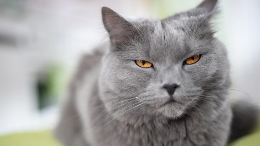  Котка умъртви стопанката си с целувка на гибелта 