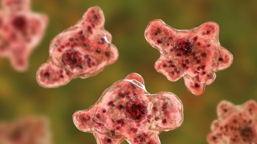  Ядяща мозъци амеба се появи във Флорида 