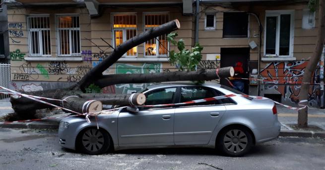 България Дърво премаза кола в центъра на София Инцидентът е