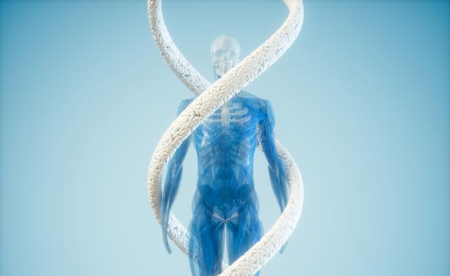 Човечеството мутира, появяват се нови кости и артерии