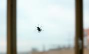  Какво не знаем за мухите - любопитни обстоятелства 