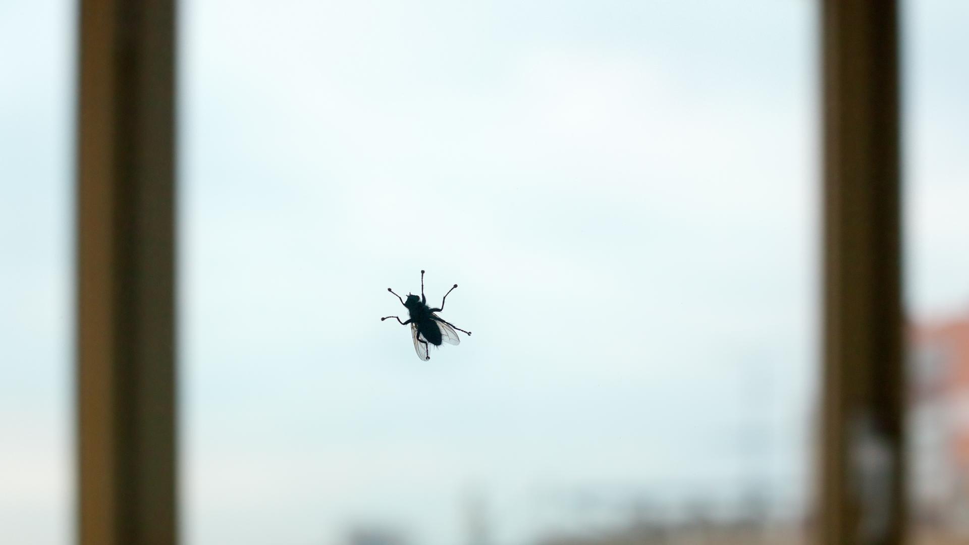 Muha Insect Какво не знаем за мухите - любопитни факти|Vesti.bg