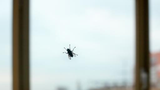  Какво не знаем за мухите - любопитни обстоятелства 