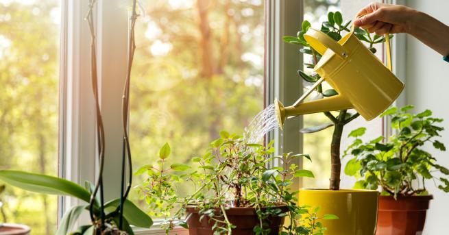 Любопитно Ето как да съживим умиращите растения у дома В