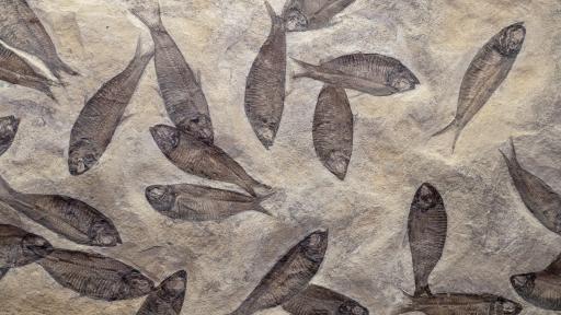  <p>Сбогом рибке, беше странна, само че към този момент те няма</p> 