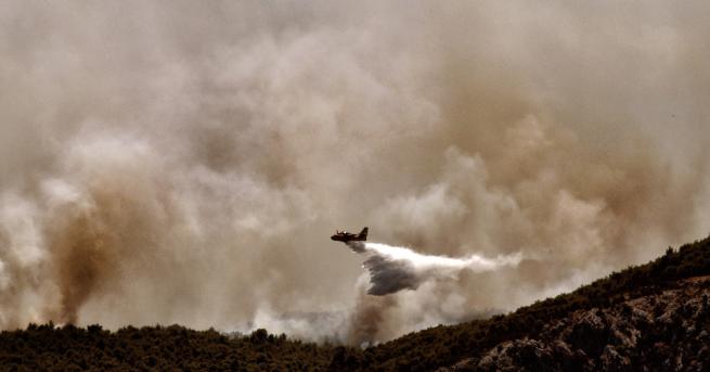 Свят Пожарите в Гърция Кмет призова за извънредно положение Горските