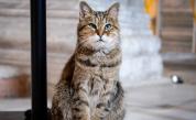  Котката, която ще остане и след измененията в 